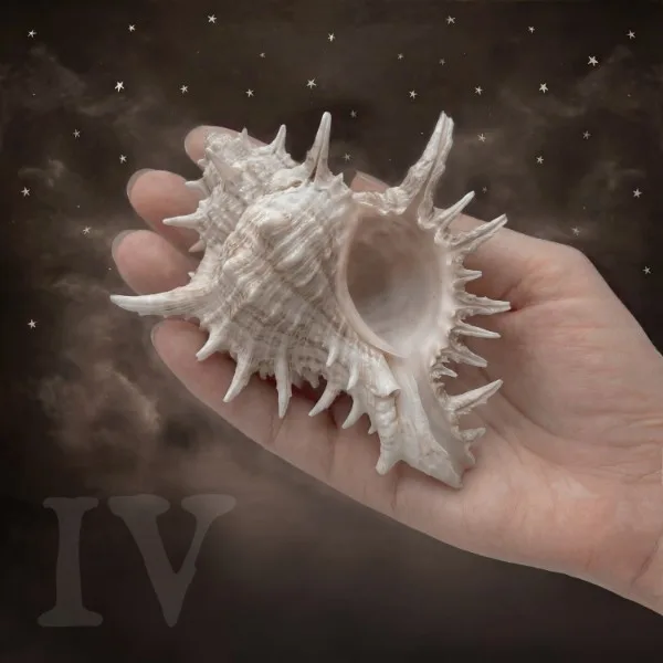Portada de Cabinet of Curiosities Vol. IV de Tori Sparks, una concha marina